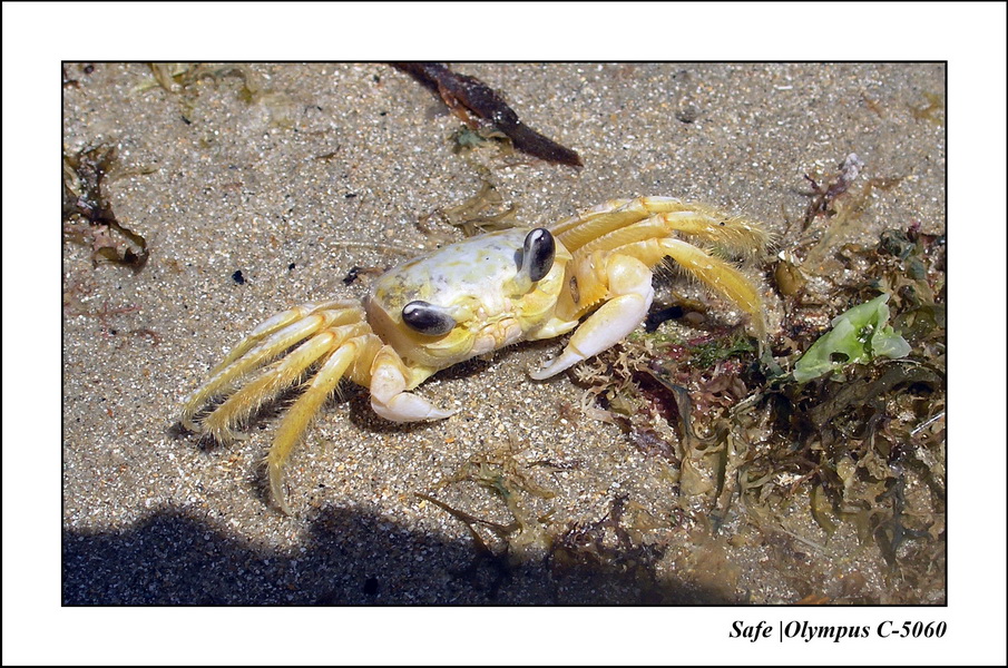 2005 - 11 - Porto de galinhas - pontal de maracaipe 29.JPG